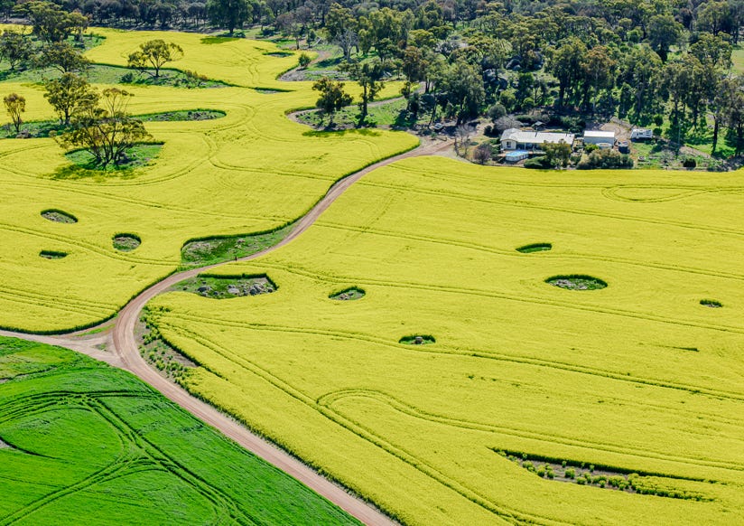 farm, canola crops, regional wa, Aerial Photography WA, Commercial Photography, Corporate, Mining, Industrial, Annual report, Business Plans, Commercial Photographer Perth, Aerial Photographer Perth, Peta-Anne North, Peta-Anne Photography, Photoart Australia, Peta-Anne Photography, Peta North, Peta-Anne North, Aerial Photography perth, 