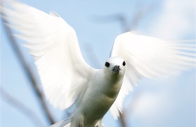 fairy terns, cocos islands, pulu keeling, north keeling island, bird photography, peta-anne photography